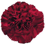 Carnations - Burgundy (25 Stems)