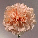 Carnations - Peach (25 Stems)