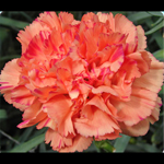 Carnations - Orange (25 Stems)