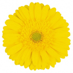 Gerbera - Yellow/Green Center (10 Stems)