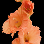 Gladiolus - Orange (5 Stems)