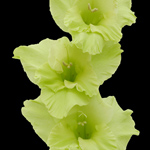 Gladiolus - Green (5 Stems)