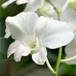 Dendrobium - White (10 Stems)