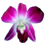 Dendrobium - Bombay/Fuchsia (10 Stems)