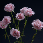 Spray Rose - Lavender (7-10 Stems)