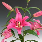 Oriental Lily - Pink (10 Stems)
