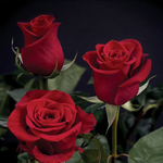 Rose - Red 40cm