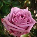 Rose - Lavender 40cm