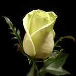 Rose - Green 40cm