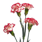 Mini Carnations - Peppermint (10 Stems)