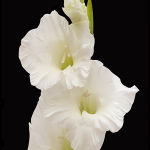 Gladiolus - White (10 Stems) - Click Image to Close