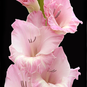 Gladiolus - Pink (10 Stems) - Click Image to Close