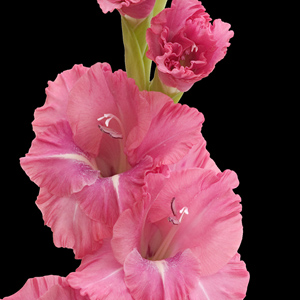 Gladiolus - Deep Pink (10 Stems) - Click Image to Close