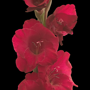 Gladiolus - Burgundy (10 Stems) - Click Image to Close