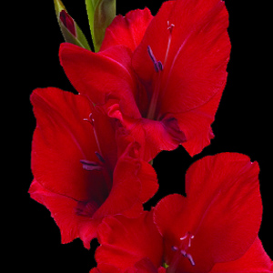 Gladiolus - Red (10 Stems) - Click Image to Close