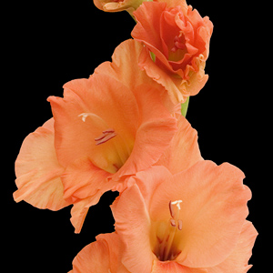 Gladiolus - Orange (10 Stems) - Click Image to Close