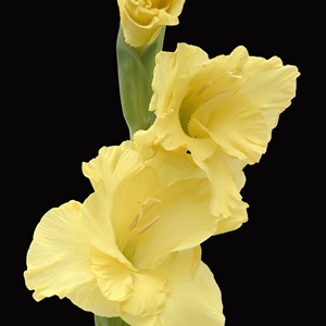 Gladiolus - Yellow (10 Stems) - Click Image to Close