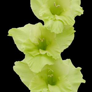 Gladiolus - Green (10 Stems) - Click Image to Close