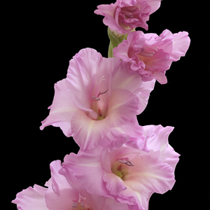 Gladiolus - Lavender (10 Stems) - Click Image to Close
