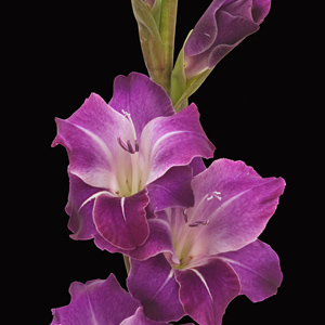 Gladiolus - Purple (10 Stems) - Click Image to Close