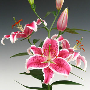 Oriental Lily - Starfighter (10 Stems)
