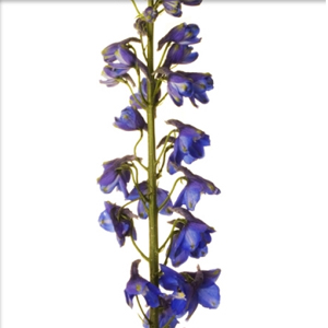 Hybrid Delphinium - Blue (5 Stems)