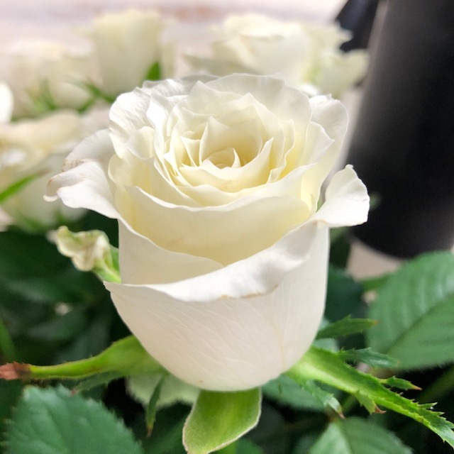 Rose - White 40cm