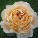 Garden Rose - Caramel Antike (12 Stems)