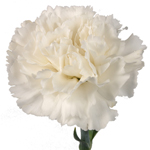 Carnations - White (25 Stems)