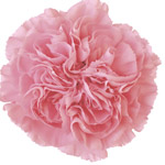 Carnations - Pink (25 Stems)