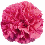 Carnations - Hot Pink (25 Stems)