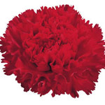 Carnations - Red (25 Stems)