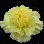 Carnations - Yellow (25 Stems)