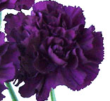 Carnations - Purple (25 Stems)
