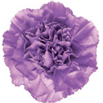 Carnations - Lavender (25 Stems)