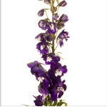 Hybrid Delphinium - Purple (5 Stems)
