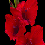 Gladiolus - Red (10 Stems)