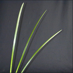 Lily Grass - Green (10 Stems)