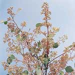 Eucalyptus - Seeded (5 Stems)