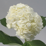Hydrangea - White (5 Stems)
