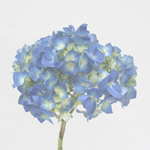 Hydrangea - Pale Blue (5 Stems)