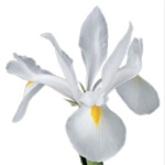 Iris - White (10 Stems)