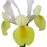 Iris - Yellow (10 Stems)