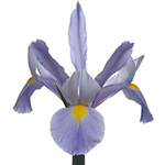 Iris - Pale Blue (10 Stems)