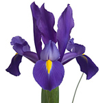Iris - Blue (10 Stems)
