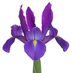 Iris - Purple (10 Stems)