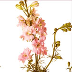 Larkspur - Pink (7-10 Stems)