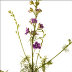 Larkspur - Lavender (7-10 Stems)