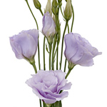 Lisianthus - Lavender (5-7 Stems)
