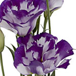 Lisianthus - Bi-Color White/Purple (5-7 Stems)